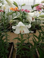 [4117 Polar DJ No01.JPG]